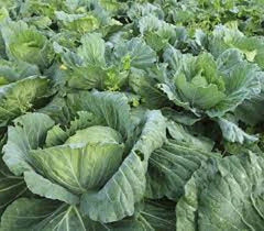 Premium Organic Heirloom Collard Greens Seeds - Morris Heading Variety - Fresh and Delicious