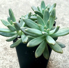 Pachyveria "Blue Pearl" Succulent - 2.5" Diameter - Live Plant, Indoor/Outdoor Decor, Drought Tolerant