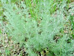 2000+ Wormwood Seeds, Medicinal Perennial Herb, Pest & Mosquito Repellent, Artemisia absinthium, USA