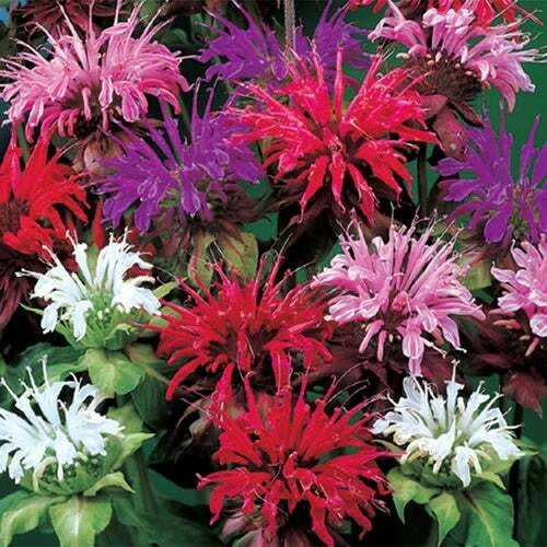 25 Bee Balm Flower Seeds - Mixed Colors - Monarda Didyma - Perennial Garden Plant - Ships from Iowa