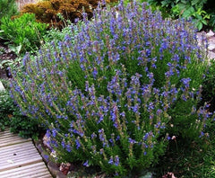 Hyssop Herb Seeds - 100 Count Packet - Aromatic Decorative Herbal Remedy - Hyssopus officinalis