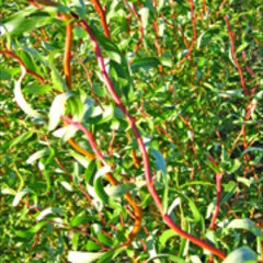 Scarlet Curls Willow Live Plant, 12+ Inches, Curly Leaves, Salix Matsudana x S. Alba, Ornamental Tree for Garden