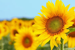 50 Grey Striped Mammoth Sunflower Seeds - Plant Huge Vibrant Flowers - Helianthus annuus