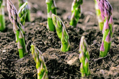 4 Potted Jersey Knight Asparagus Plants - 3 Year Old Roots - Asparagus officinalis