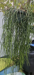 Rhipsalis Cuttings - 6 Epiphytic Cactus Cuttings with White Blooms - Rhipsalis baccifera ssp. baccifera
