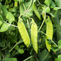 Oregon Sugar Pod II Snow Pea Seeds - Heirloom, NON-GMO, Organic Gardening, Pisum sativum