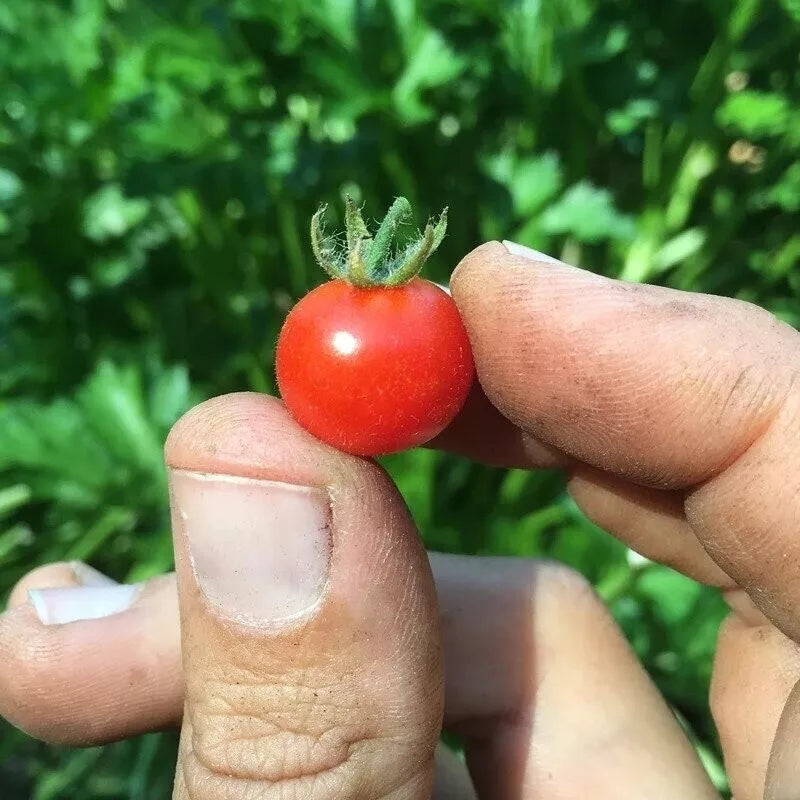 Red Currant Tomato Seeds - 30+ Heirloom Organic NON-GMO - Ideal for Home Gardening - Solanum lycopersicum
