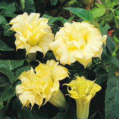 10 DBL Golden Queen Angel Trumpet Seeds - Brugmansia Datura - Flower Seeds for Garden Planting - USA Grown