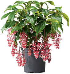 MAGIC Medinilla Plant Starter - Rare Magnifica Variety - Live Well Rooted Tropical Indoor Plant