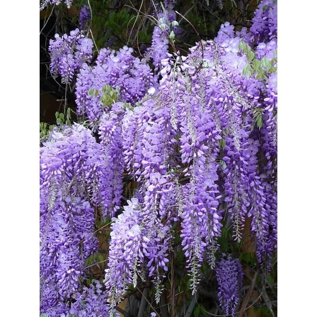 Wisteria Live Plants - 2 Rooted Plants - Purple Flowering Vine - Wisteria sinensis