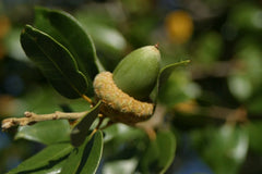 Fresh Acorns 20 Pack, Canyon Live Oak Tree, Quercus chrysolepis, Native California Acorns for Planting