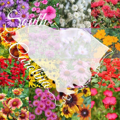 Wildflower Seed Mix 1/4 lb Bulk, South Carolina Variety, Covers 2,000 sq ft, Native Wildflowers