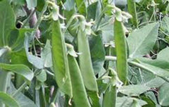 Lincoln Pea Seeds, Heirloom Non-GMO, 20+ Seeds for Perfect Peas, Pisum sativum