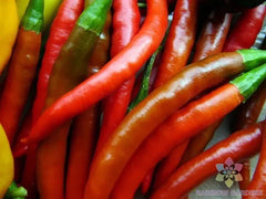 Kung Pao Hot Pepper Seeds - 25+ Pack - Heirloom Variety for Garden Planting - Capsicum annuum