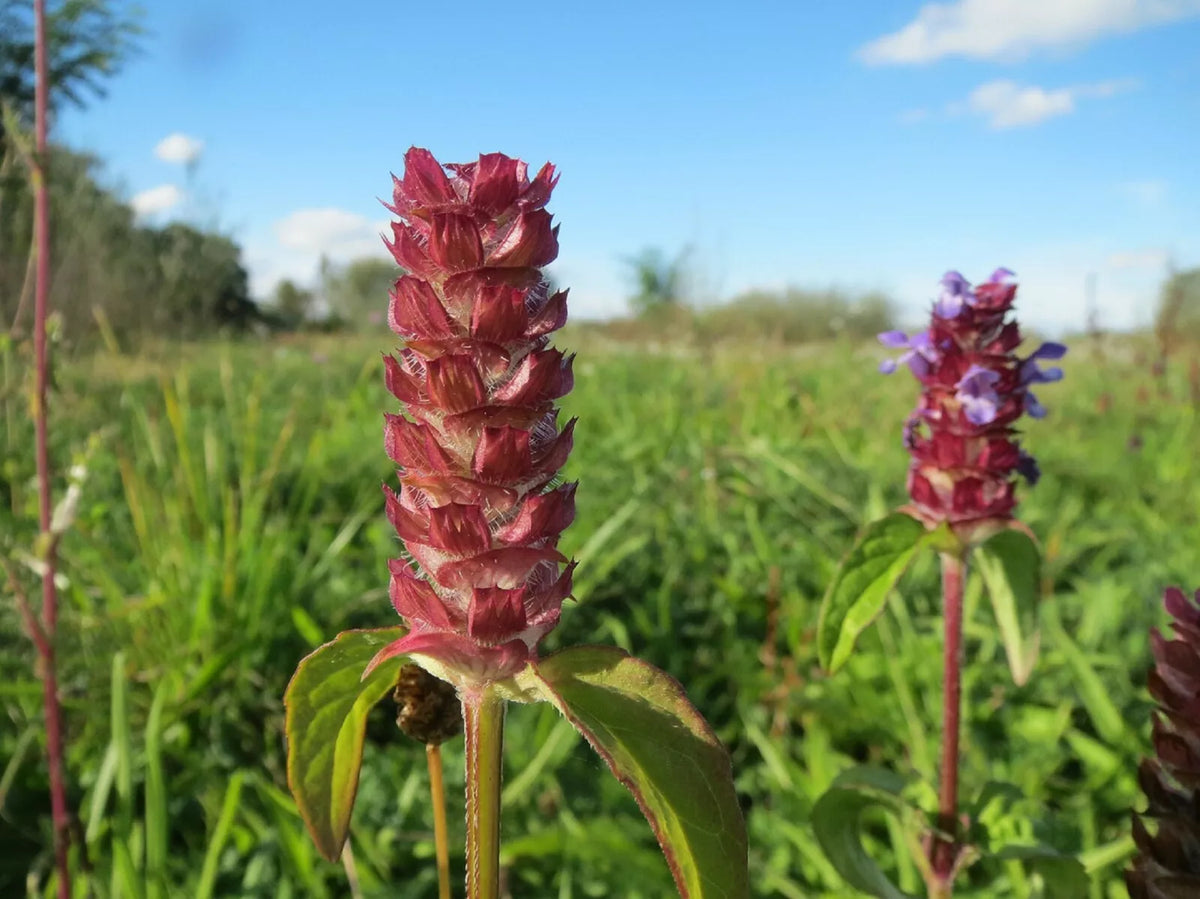 200 Bulk Medicinal Herb Seeds - Self-Heal, All-Heal (Prunella Vulgaris) - Heal All Variety for Natural Remedies