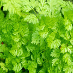 Curled Chervil Seeds | Heirloom NON-GMO | Fresh Garden Seeds | Anthriscus cerefolium