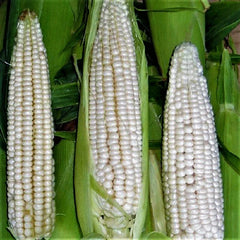 Sweet Corn Seed - Stowell's Evergreen Variety - Open Pollinated - Zea mays