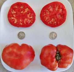 Ponderosa Red Beefsteak Tomato Seeds - 25 Pack - Heirloom Variety, Rich Flavor, Perfect for Gardening - Solanum lycopersicum