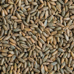 Rye Berries 25 Pounds - High Fiber, High Iron - CZ Grain Signature Rye (Secale cereale)