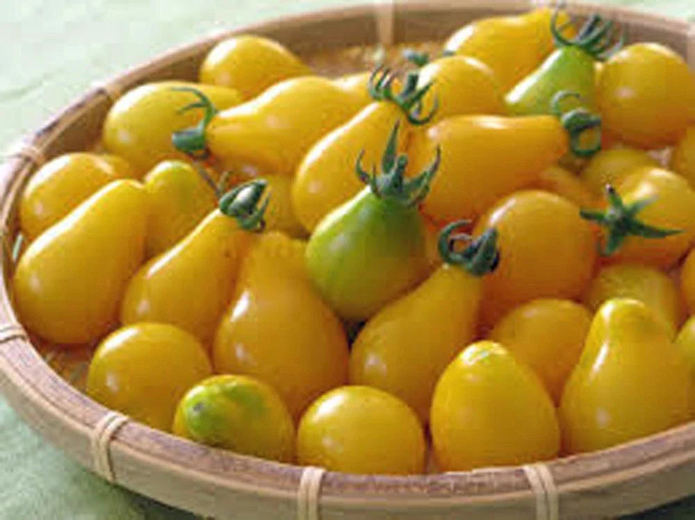 Yellow Pear Tomato Seeds - Heirloom, Non-GMO, 100+ Seeds - Delicious Flavor, Perfect for Home Gardening