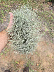 Live Spanish Moss 1 Lb Bag for Crafts & Garden, Tillandsia Usneoides, Air Plant, Fresh Natural Decor, USDA Zone 9