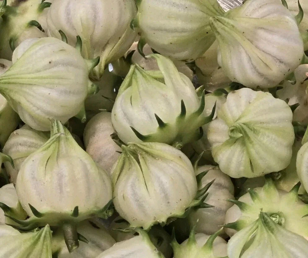 White Roselle Hibiscus Seeds - 25 Pack - Hibiscus Sabdariffa - Jamaican Sorrel