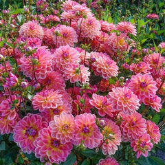 Dahlia Flower Seeds - 25 Pacific View Perennial Seeds - Colorful Blooms - Garden Planting - 1140 US SELL