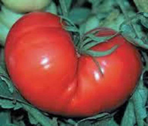 Heirloom Tomato Seeds, 500 Count, Red Ponderosa, Non-GMO, Large Tomato Variety, Solanum lycopersicum