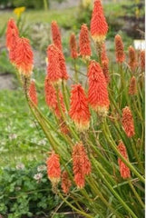 Kniphofia Bare Root Starter Plant - Red Hot Poker - Vibrant Perennial for Gardens - US Seller