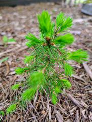 Red Pine Sapling Transplants 1-2 ft Evergreen Tree Pinus resinosa Northern Michigan Grown Ideal for Zones 2-6
