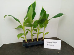 Grand Nain Banana Starter Plants - 4 Pack, 4-8 Inches Tall, Musa acuminata - Pesticide-Free, Fruit-Bearing Banana Plants