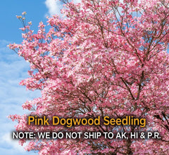 Pink Dogwood Tree – 2.5" Pot, Hardy Flowering Tree, Cornus florida, Amber's Reserved