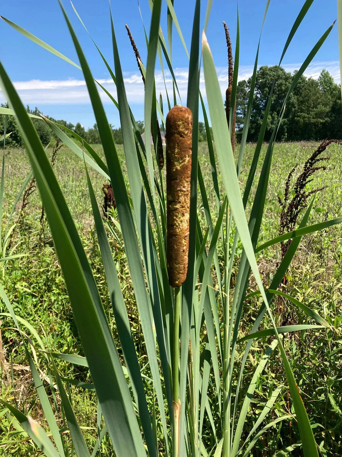 Cattail Plants - 2 Bareroot Live Aquatic Plants - Typha Angustifolia - Healthy Young Plants for Water Garden