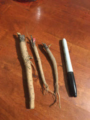Victoria Rhubarb Plant Crown - 3 Year Old Perennial - Edible Rhubarb - Rheum rhabarbarum - Bareroot, USDA Zones 3-8