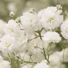 Baby's Breath Seeds 1,000 Count Easy to Grow Annual Flowers Gypsophila elegans