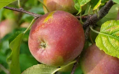 Fuji Apple Seeds - 25+ Pack for Garden Planting - Malus domestica - USA Grown