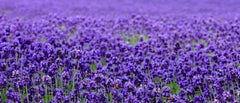 Lavender Seeds 200+ Seeds - Beautiful English Lavender (Lavandula angustifolia) - Perfect for Gardens and Aromatherapy