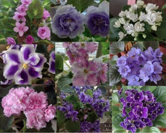 African Violet Leaf Box - 10 Named Varieties - Standards & Trailers - Variegated - Saintpaulia Species