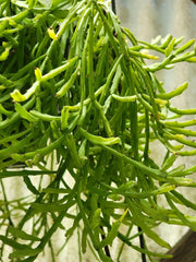 Mistletoe Cactus Plant - Rhipsalis ewaldiana - Rare Jungle Cactus - Unique Houseplant for Home Decor