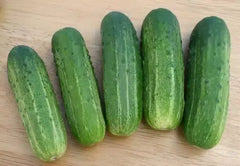 Wisconsin SMR-58 Cucumber Seeds - Organic Heirloom Pickling - 100+ Seeds - Non-GMO - Vegetable Gardening Essentials