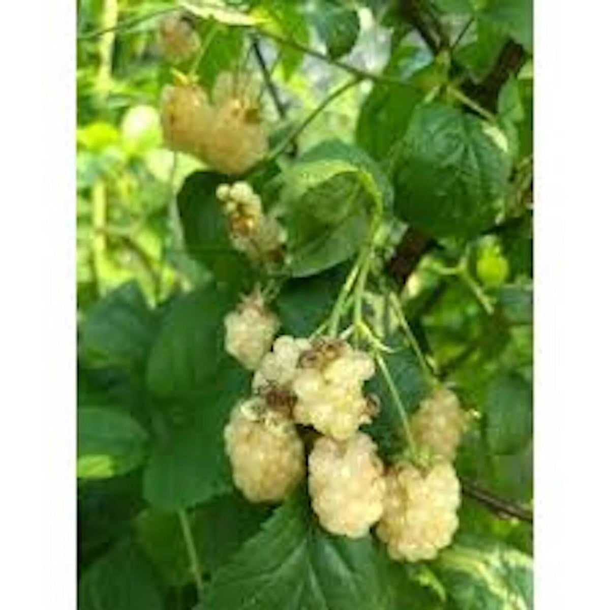 Snowbank Blackberry Plant - 10 Bare Root Starter Plants, Edible Fruit, Rubus, Thorny Variety, Unique White Berries, Zones 5-9