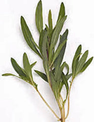 Summer Savory Herb Seeds - Heirloom Non-GMO Spice - 100+ Seeds for Garden Planting - Satureja hortensis