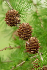 European Larch Seeds - Larix decidua - 25 Seeds for Planting - Hardy Conifer Tree