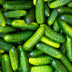 Gherkin Cucumber Seeds - Parisian Variety - French Cornichon - Perfect for 2025 Planting - Cucumis sativus