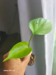 Monstera Deliciosa Plant, 2 Inch Split-Leaf, Original Swiss Cheese Philodendron, Tropical Houseplant