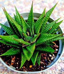 GASTERIA LIMIFOLIA - 6" Mature Fairy Washboard Spiral Plant - 5 Years Old Succulent Houseplant