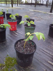 Muntingia Calabura Live Plant 10 Pack - Rare Jamaican Cherry Strawberry Tree - Fast Growing Fruiting Trees - Free Shipping