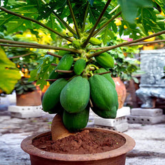 Dwarf Solo Waimanalo Tree Seeds - 50 Pack - Fast Fruiting Papaya - Carica Papaya - Ideal for Indoor Houseplant Gardening