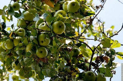 Cold Climate Apple Tree Bare Root or Potted - Huge Yields - Malus domestica - Ideal for Zone 3
