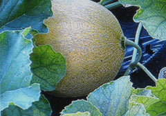 Jumbo Cantaloupe Seeds - 7 Seeds - Large Melon Variety - Cucumis melo